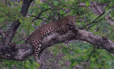 rajaji national park leopard