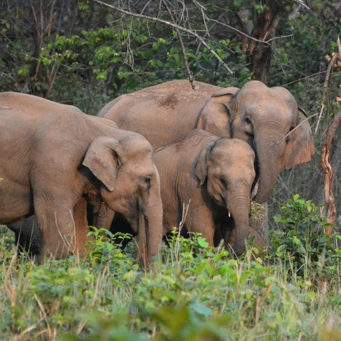 rajaji national park elephants