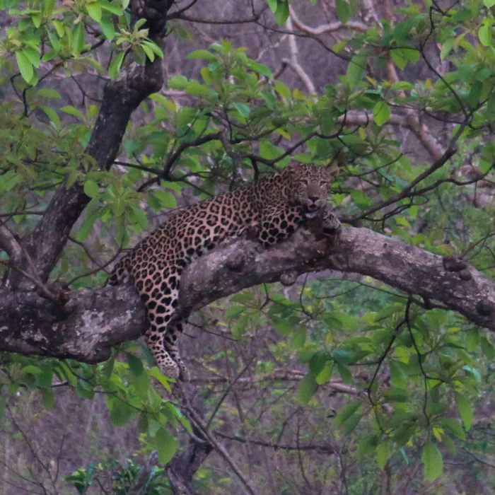 rajaji national park leopard