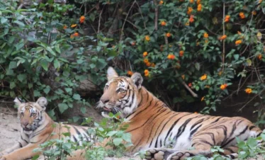 rajaji national park tiger